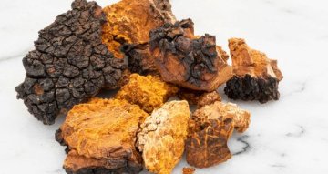 Kdy užívat chaga: praktický průvodce během dne