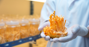 Cordyceps zkušenosti