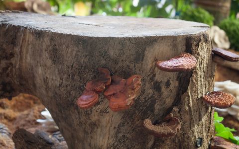 Reishi