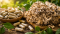 Polyporus dávkování