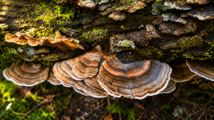 Coriolus zkušenosti