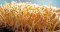 Cordyceps a vitalita