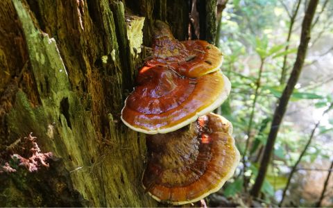 Houba Reishi: Přírodní zázrak pro zdravé srdce