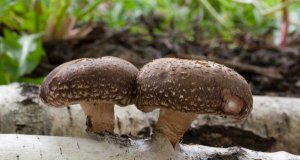 Shiitake v tradiční asijské medicíně