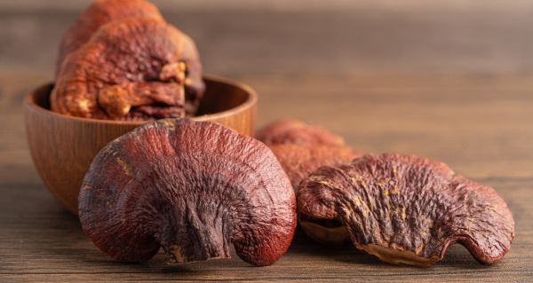 Reishi a stres moderního člověka: Proč je tak oblíbená