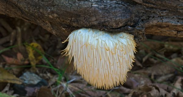 Hericium a soustředění: přírodní podpora mentálního výkonu