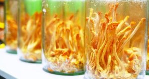 Cordyceps a sport: Proč se o něj zajímají aktivní lidé