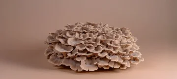 Polyporus v tradiční medicíně