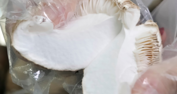 Mycelium nebo plodnice: co sledovat u funkčních hub