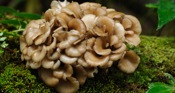 Maitake a metabolismus: praktický průvodce