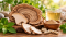 Polyporus a otoky: co vědět o choroši oříši
