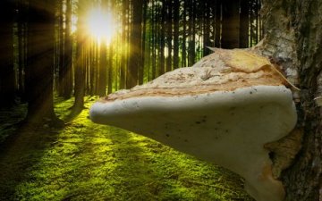 Z východu do Evropy: Proč se léčivé houby dostávají i do rukou lékařů