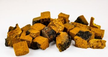 Chaga nežádoucí účinky: na co si dát pozor