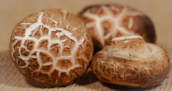 Shiitake a imunita: praktický průvodce výběrem a užíváním
