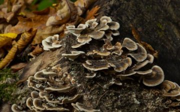 Coriolus – houba obranyschopnosti, vitality a naděje