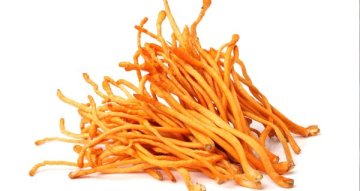 Cordyceps účinky: co čekat a jak ho vybírat
