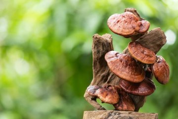 Houba Reishi: vlastnosti, kontraindikace, vedlejší účinky