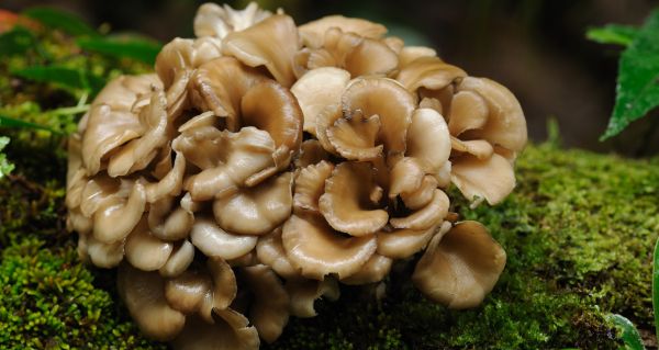 Maitake a rovnováha organismu: Proč se o ni zajímá stále více lidí