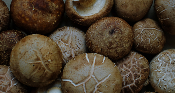 Shiitake a vitalita: praktický průvodce pro každý den