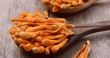 Cordyceps a aktivní životní styl