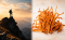 Cordyceps a vytrvalost