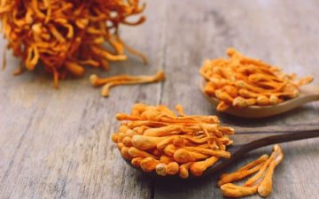 Cordyceps: Houba síly a vitality, která podporuje energii, hormony i obranyschopnost