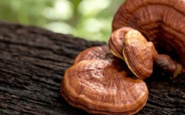 Léčivé houby v preventivní péči o zdraví