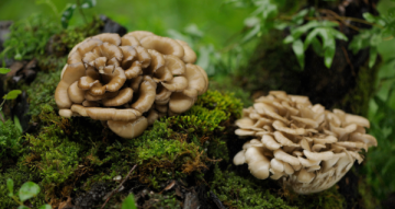 Maitake imunita: jak zařadit houbu do rutiny