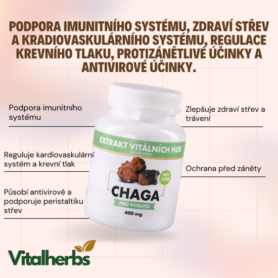 Chaga - Rezavec šikmý min.30% polysacharidů a 4% triterpenů