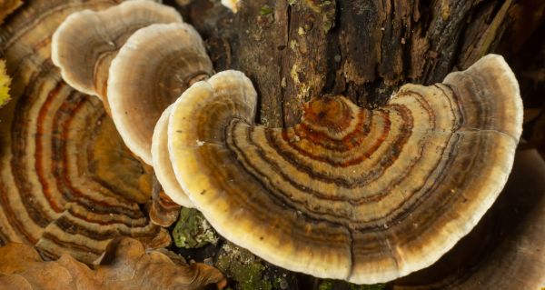 Coriolus a beta-glukany: proč se o této medicinální houbě tolik mluví