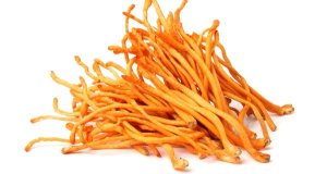 Cordyceps a moderní životní styl