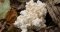 Co je hericium