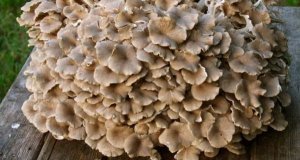 Polyporus kontraindikace: kdy být opatrní