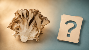 Maitake FAQ: nejčastější otázky a odpovědi