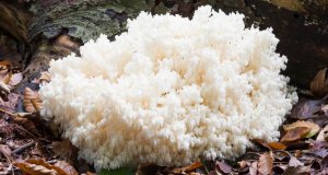 Hericium extrakt: průvodce výběrem lví hřívy