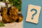 Chaga FAQ: nejčastější otázky a praktické odpovědi