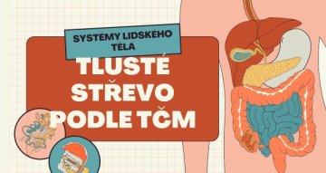 Tajemství, které skrývá tlusté střevo podle TČM