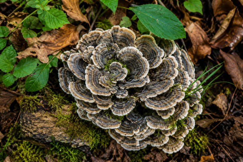 Coriolus studie: co opravdu říká výzkum