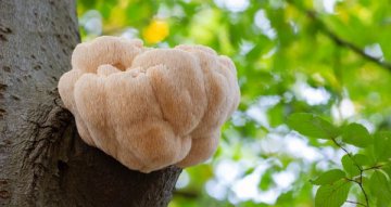Hericium dávkování: praktický průvodce užíváním