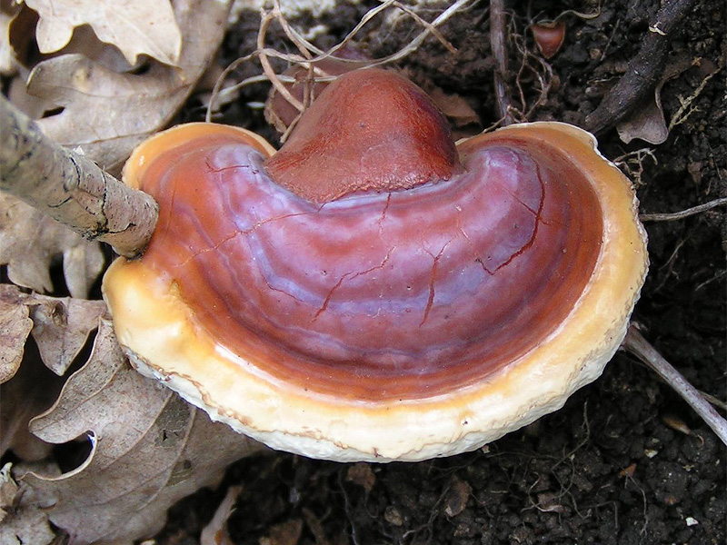 Houba Reishi: Přínosy, Použití a Účinky na Zdraví