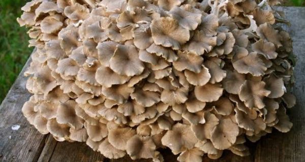 Polyporus kontraindikace: kdy být opatrní