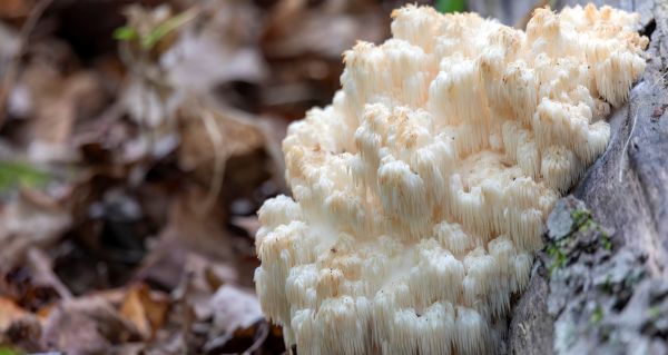 Hericium kontraindikace