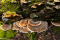 Coriolus extrakt