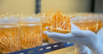 Cordyceps FAQ: nejčastější otázky a odpovědi