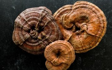 Reishi: Přírodní podpora pro zdravé srdce, krevní tlak i cholesterol