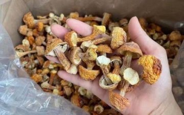 Agaricus: Houba života, která posiluje imunitu, chrání buňky a podporuje zdraví při zátěži