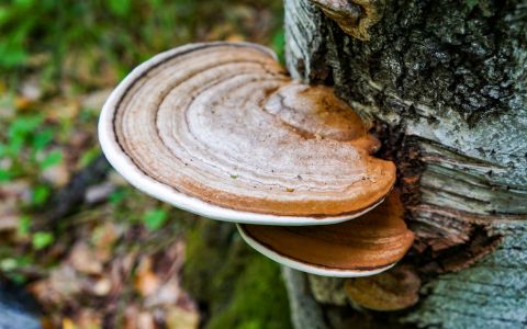 Vitální houba Chaga: Přírodní podpora zdraví a imunity