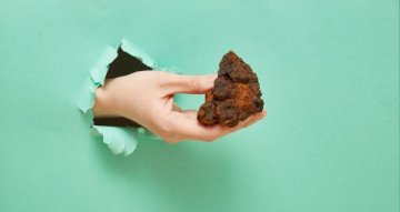 Chaga studie: co skutečně říká výzkum o rezavci šikmém