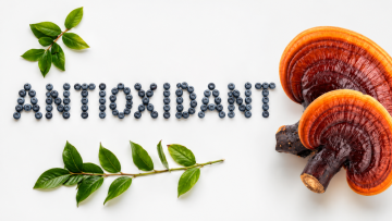 Reishi a antioxidanty: co vědět o lesklokorce