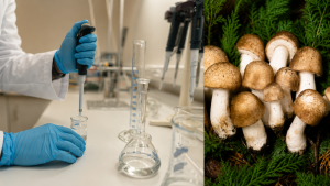 Agaricus zkušenosti: co vědět před výběrem
